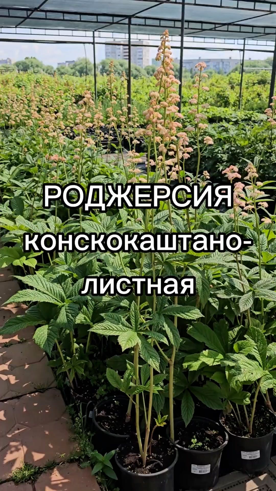 Декоративное растение для теневых участков.