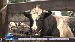 Рогатые набеги: соседские коровы оставили без урожая труженицу тыла в Плешках
