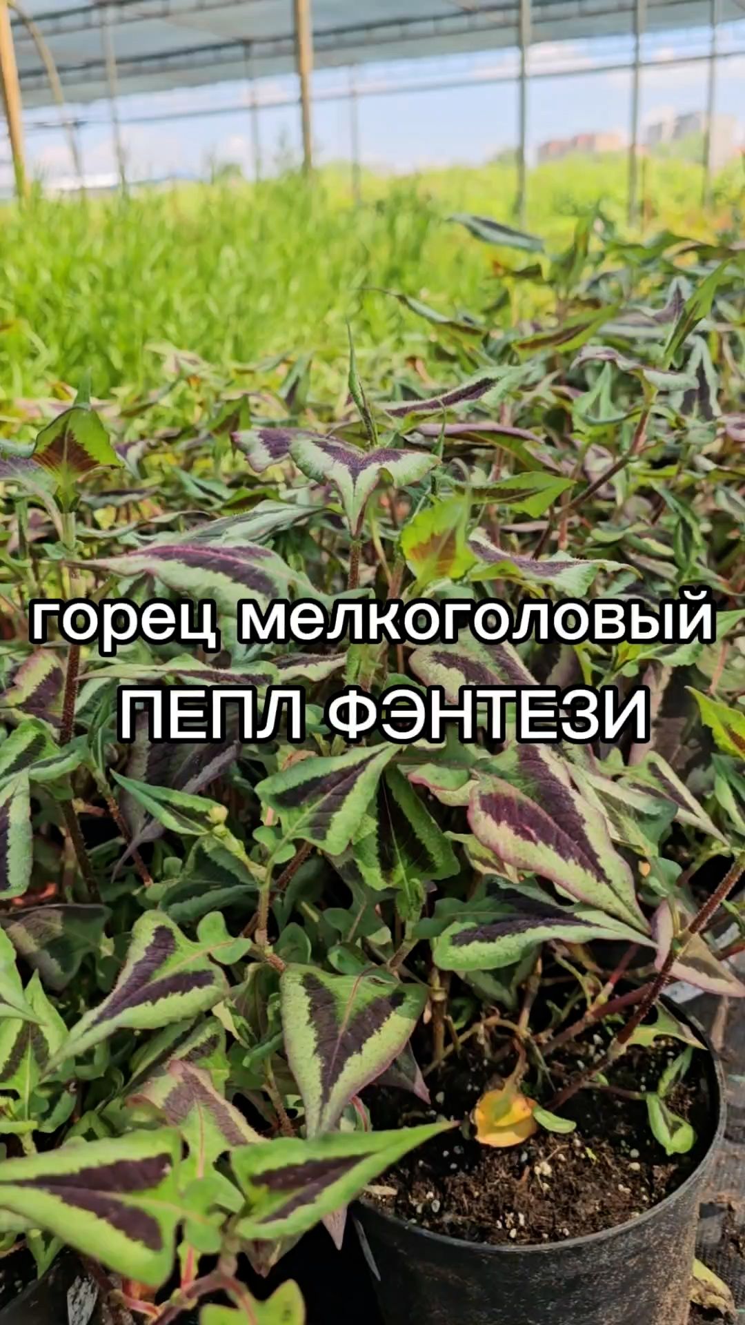 Декоративный многолетник для акцента в цветочной композиции.