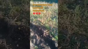 Очень плохой урожай картошки в этом году. посадил больше чем выкопал. #картофель #сад #огород #да...