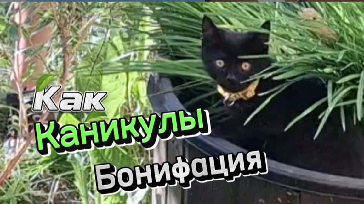 Как в мультфильме «Каникулы Бонифация»: дети во дворе играют с котенком, а старшие коты наблюдают смотреть онлайн