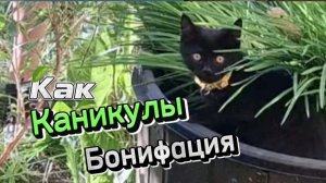 Как в мультфильме «Каникулы Бонифация»: дети во дворе играют с котенком, а старшие коты наблюдают