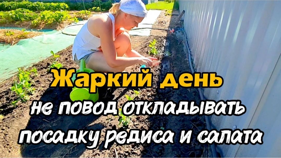 Жаркий день не повод откладывать посадку редиса и салата