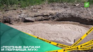 «Трупные запахи и полчища мух». Жители Южноуральска обвиняют завод в нарушении санитарных норм