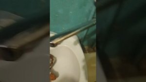 Джонни и ил незваный гость 1 серия