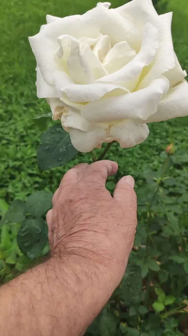 Розовый сезон