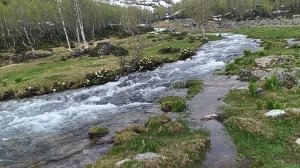 Рододендроны вдоль Малой Дукки. Архыз