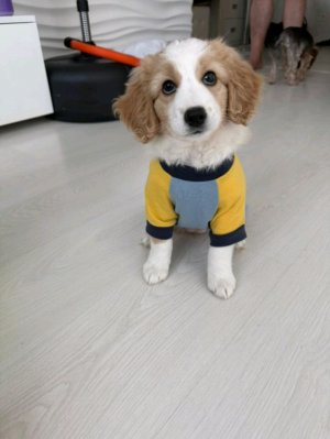 видеообращение