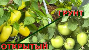 Новые сорта помидоров перцев для ОГ Подмосковья Проверяем на фитофтороз урожайность вкус рост
