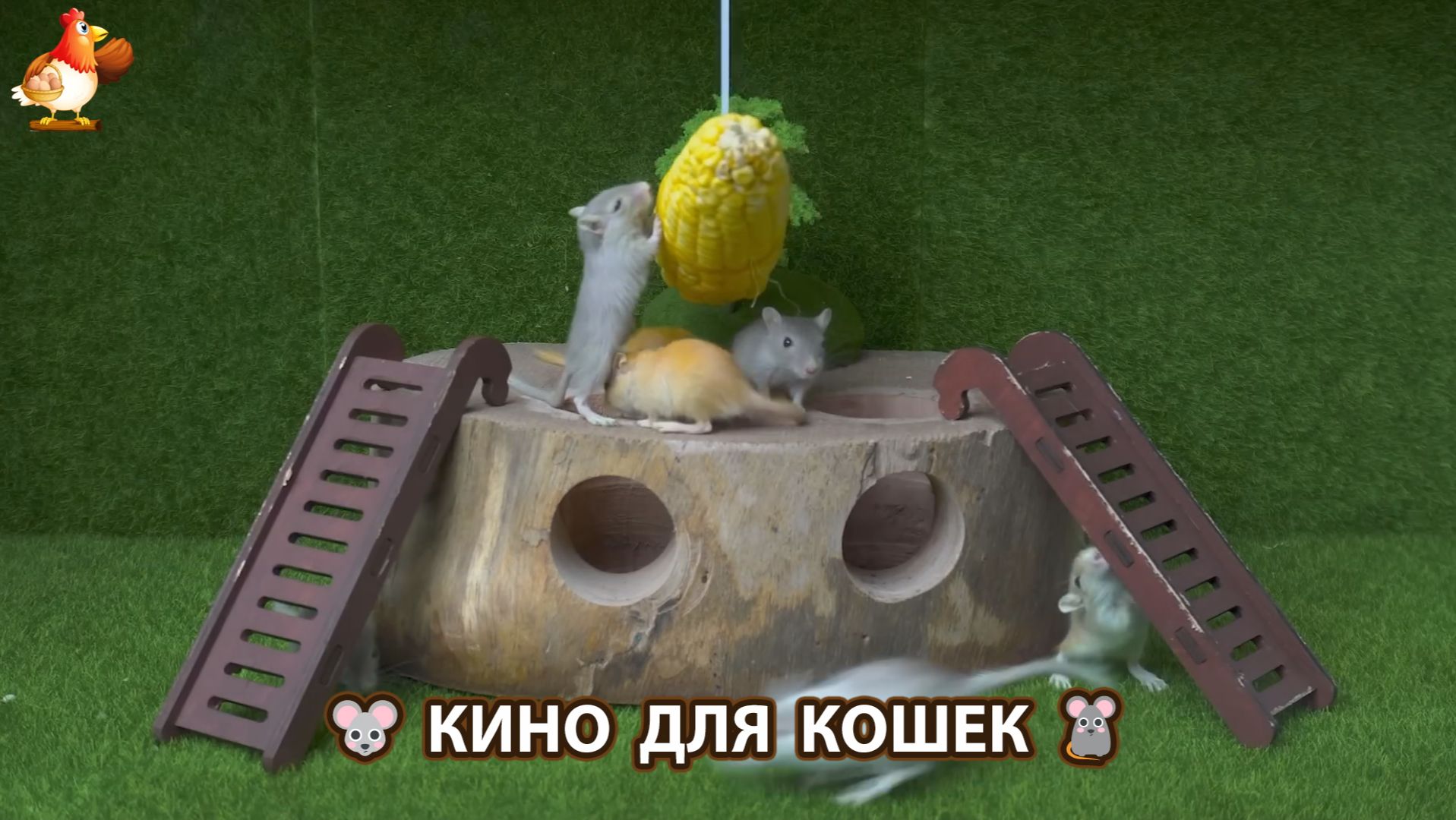 Видео для кошек про крысок развлекать питомцев 🐭🐀😂 567 смотреть онлайн