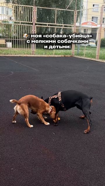 ЛЮБВЕОБИЛЬНЫЙ ДОБЕРМАН 🥰