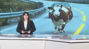 Смертельное ДТП из-за коровы произошло в Сулейман-Стальском районе