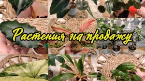 Продажа излишков комнатных растений