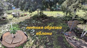 Летняя обрезка яблони Белый налив для увеличения урожая. Пересадка саженца яблони Мальба.