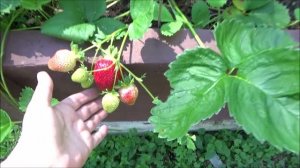 Шкаф на ножки. Купили семена. Убираемся, поливаем, удобряем.