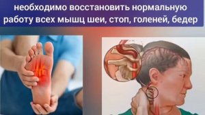 Главные мышцы и артерии шеи, пальцы стоп: укрепляем с помощью малоберцового нерва. Упражнения