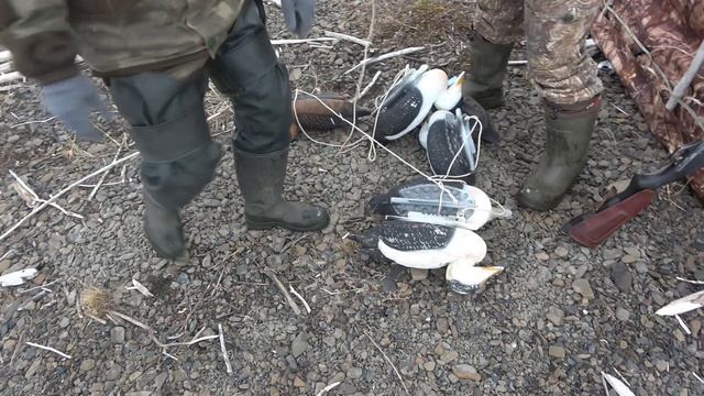 Охота на гуся. Отстрелили клюв, пришлось добирать. смотреть онлайн