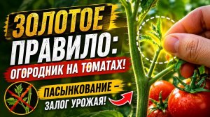 Как удалять пасынки. Как получить богатый урожай помидор? Легко!