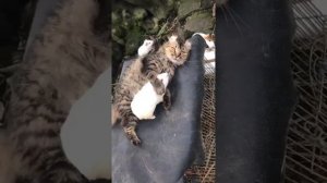 подборка котиков 4