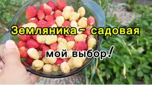 23-06-2026 Мой выбор сортов мелкоплодной ЗЕМЛЯНИКИ 🍓 проверено 😉👍