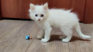 Белая кошка-мать и её милый котёнок Микки.