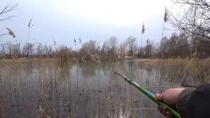 ТУТ НЕТ ГЛУБИНЫ А РЫБЫ ПОЛНОРАЗДАЧА В КАМЫШЕ Ведёт поплавок как карась Рыбалка весной 2021 [get.gt]