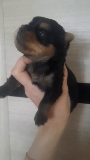 щенок йорка