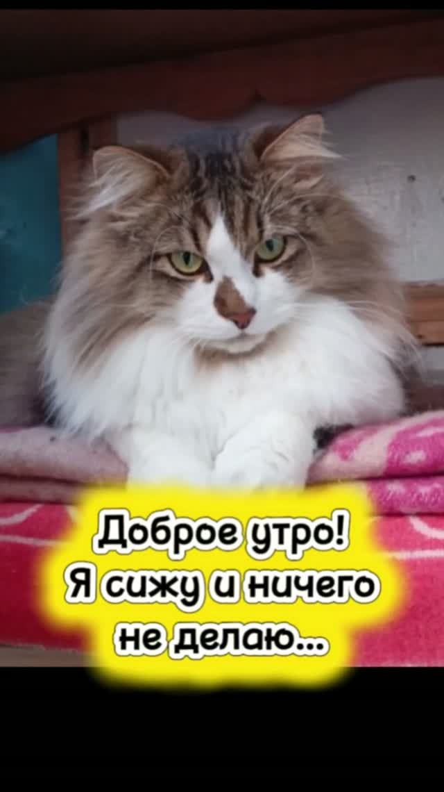 Доброе утро! Я сижу и ничего не делаю!