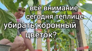 Работаю в теплице/Убирать ли коронный цветок /Отцветают пионы/У нас идут дожди.