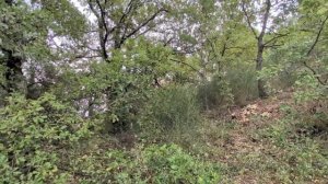 217.Радиоэмма: лесной уголок на даче 🌳.