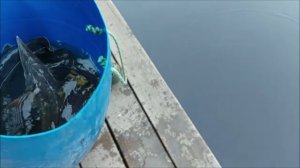 Зарыбление осетром нижнего водоёма 100 кг. Клёвое место, Лосиный остров.