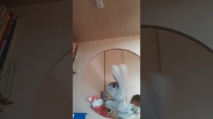 зАЯЦ И АЛИСА