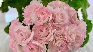 цветение моих Пеларгоний 🧚♀👍посмотрите на эту красоту 🧚♀как я ухаживаю за моими красавицами 🌺