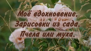 Моё вдохновение. Цветет сад, начало.