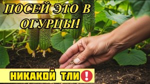 Сейте это рядом с огурцами! Биологический щит, который навсегда избавит от тли и гнили
