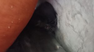 Бося скачать😺
