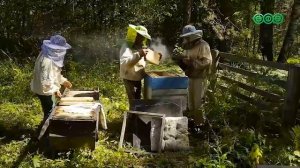 В Башкирии разгорается спор между крупным агробизнесом и местными пчеловодами