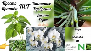 Подкормка для орхидей и других растений из крапивы. Корни и листья орхидей активно растут!
