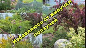 Садовые хлопоты 24.06.26г.Избавляюсь  от живучки