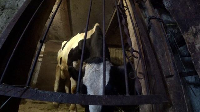 Влог от 06.01.2023 смотреть онлайн