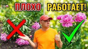 Пионы падают? Сравнил 2 варианта опоры и подвязки пионов: вот что реально работает!
