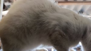 Бездомыш котик