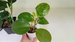 Излишки комнатных растений.
