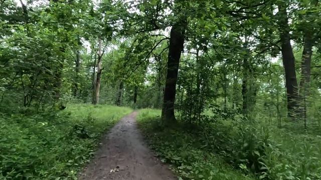 гуляю по лесу часть 74 смотреть онлайн