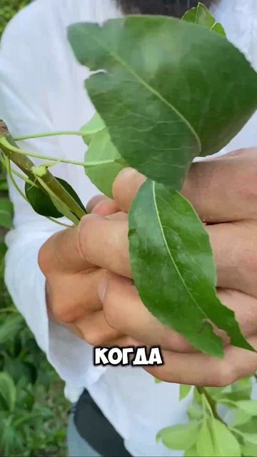 Летняя обрезка на максимальный урожай.