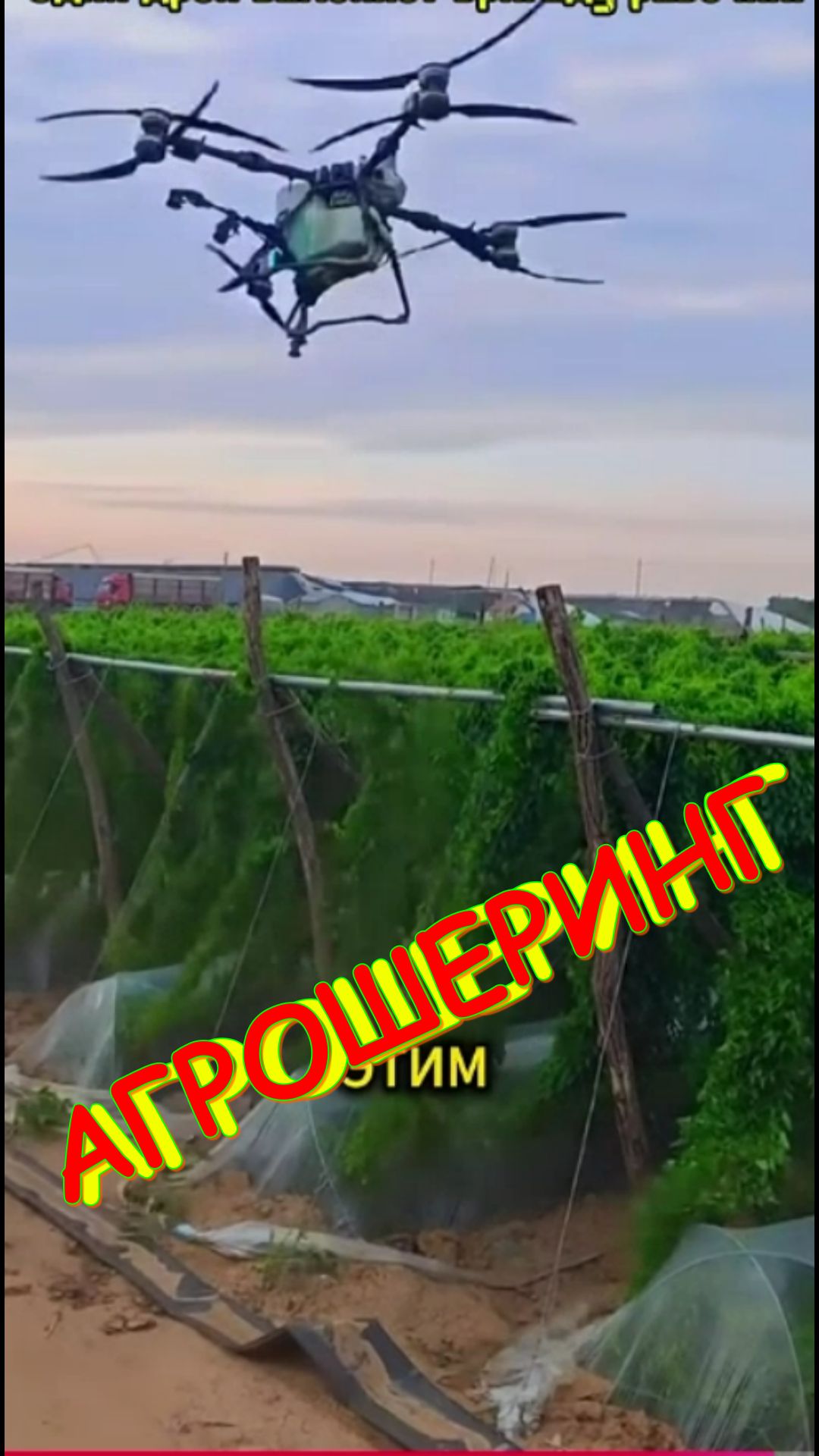 АГРОШЕРИНГ... для молодёжи...