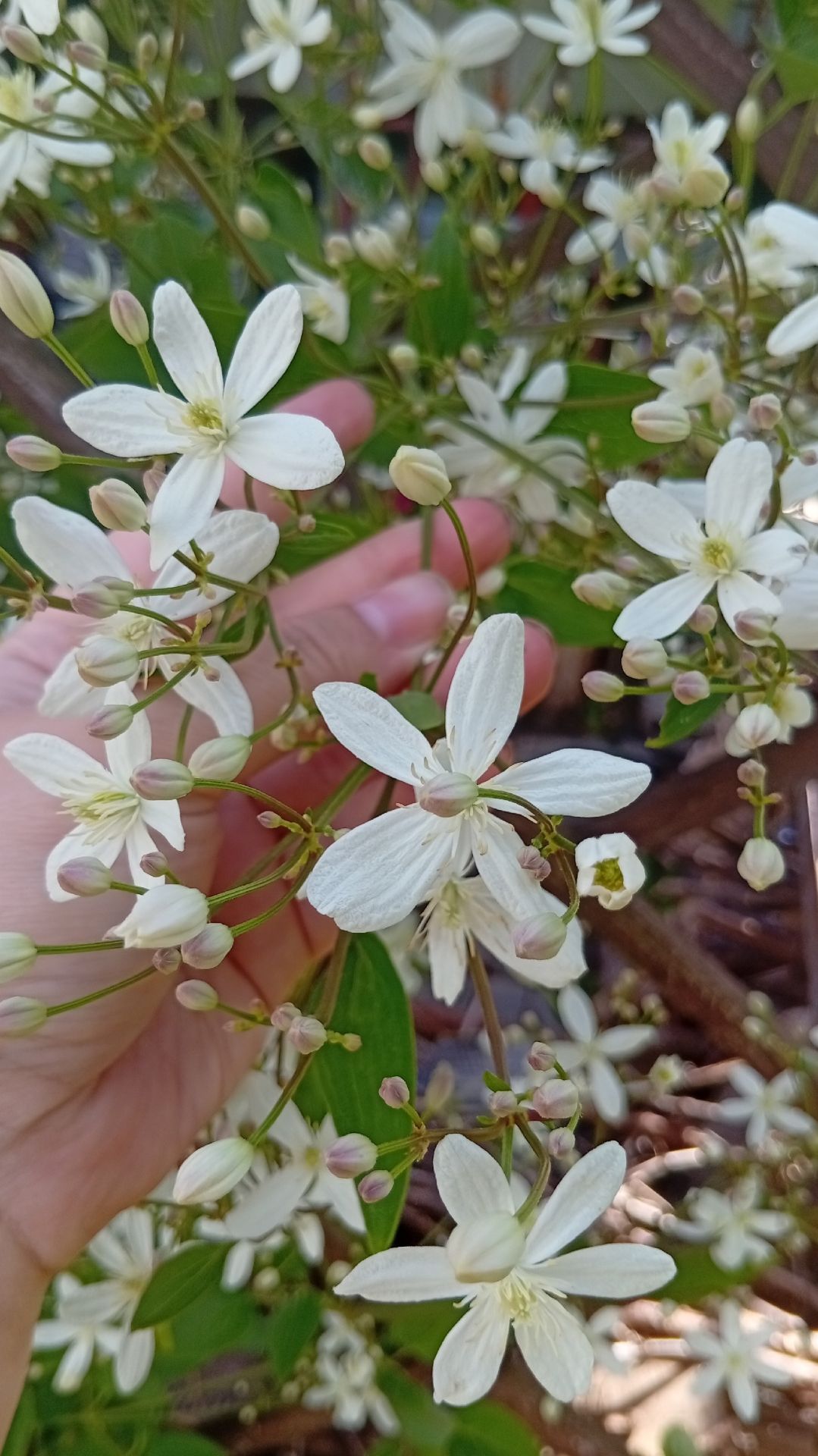КЛЕМАТИС КОТОРЫЙ НЕ НУЖНО УКРЫВАТЬ #сад #цветы  #дача #shorts #garden