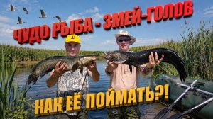 Змей-голов на крючке. Рыбалка мечты: как мы поймали 7-килограммового Змея!