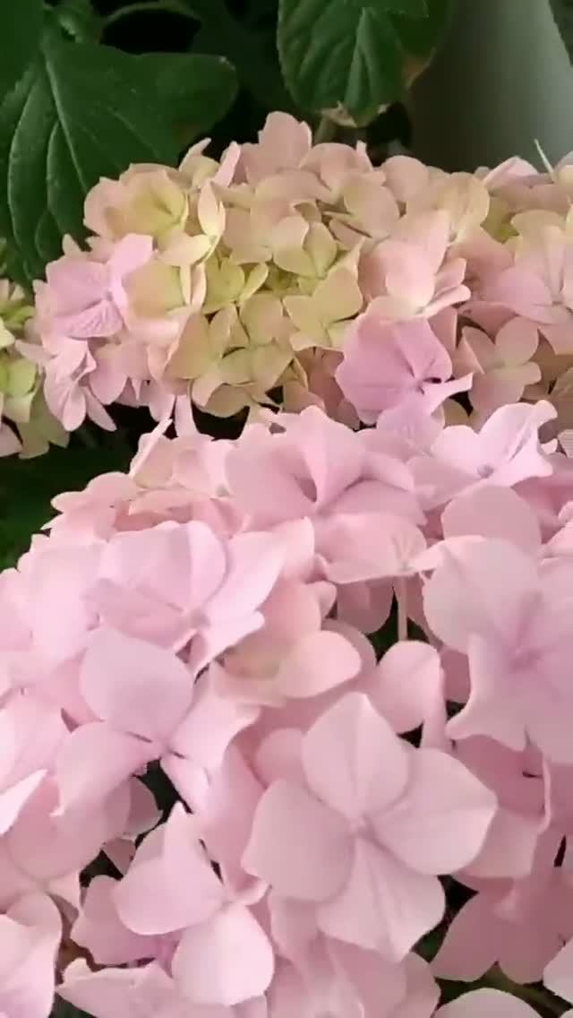 Мой розовый зефир😍