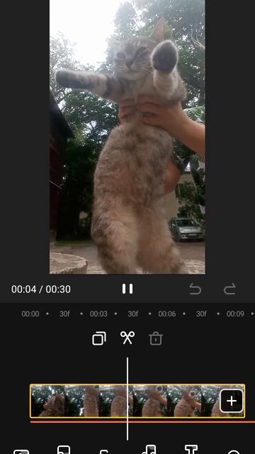 Бедная кошка ч.2